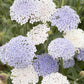 Jora Dahl | Didiscus caeruleus 'Lace Pink' (Blaudolde) hat kleine, zartrosa und weiße Blütenbüschel über grünem Laub - ideal für luftige, duftende Schnittblumen-Arrangements.