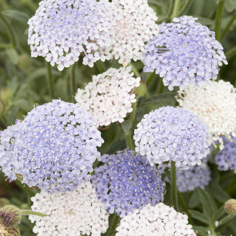 Jora Dahl | Didiscus caeruleus 'Lace Pink' (Blaudolde) hat kleine, zartrosa und weiße Blütenbüschel über grünem Laub - ideal für luftige, duftende Schnittblumen-Arrangements.