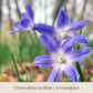 Drei violettblaue, sternförmige Blüten mit gelben Mittelpunkten blühen inmitten von grünem Gras vor einem sanft unscharfen Hintergrund. Unten: Waldzauber: Für den lichten Schatten | Königliche Gartenakademie.