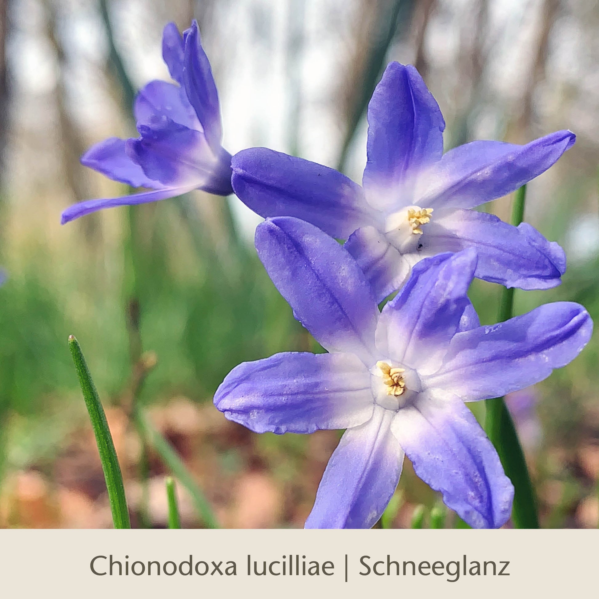 Drei violettblaue, sternförmige Blüten mit gelben Mittelpunkten blühen inmitten von grünem Gras vor einem sanft unscharfen Hintergrund. Unten: Waldzauber: Für den lichten Schatten | Königliche Gartenakademie.