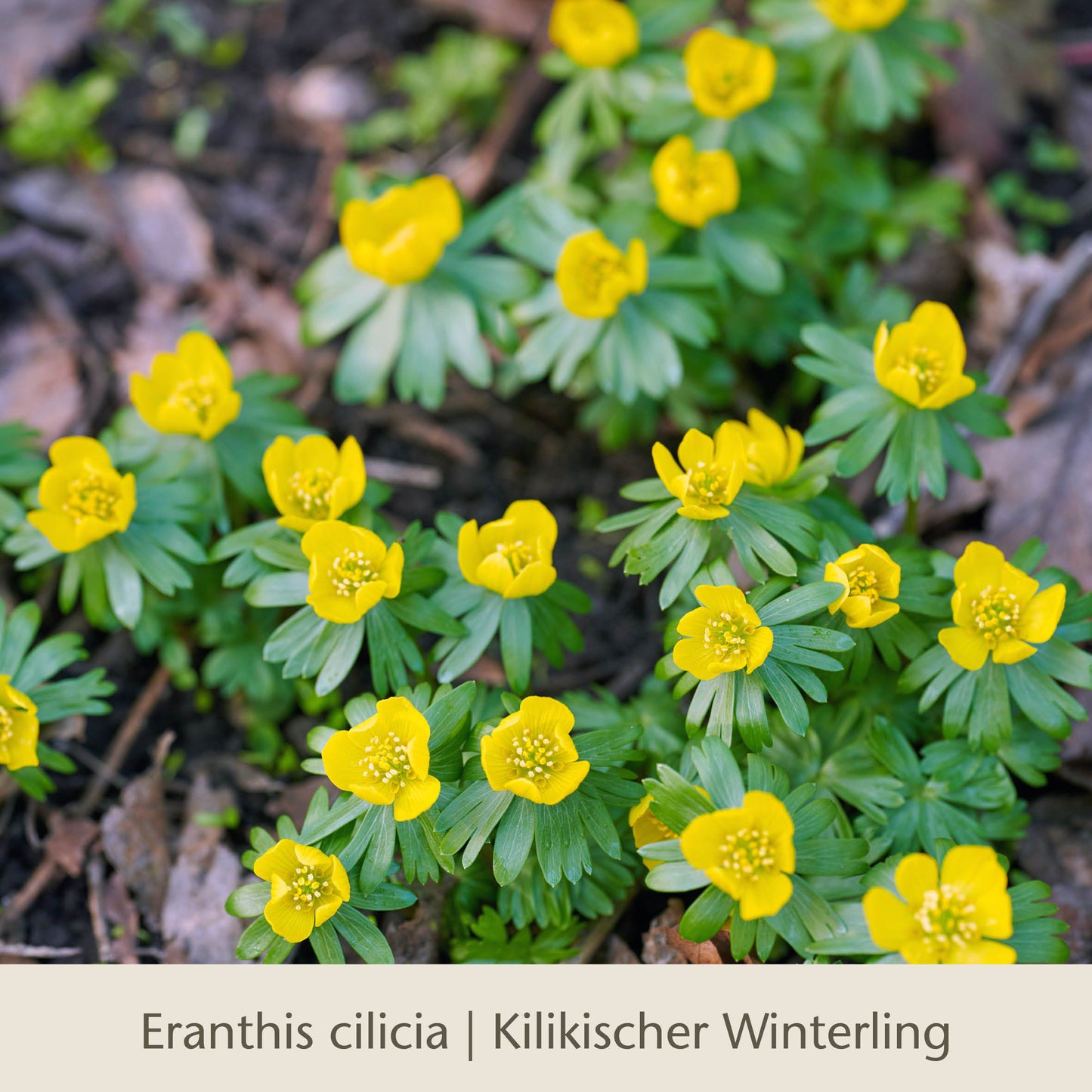 Kleine, leuchtend gelbe Blüten mit grünen, gekräuselten Blättern bilden Büschel auf dem Waldboden – ein Frühlingshighlight unter den frühjahrsblühenden Zwiebelgewächsen. Entdecken Sie dies in „Waldzauber: Für den lichten Schatten“ von der Königlichen Gartenakademie.