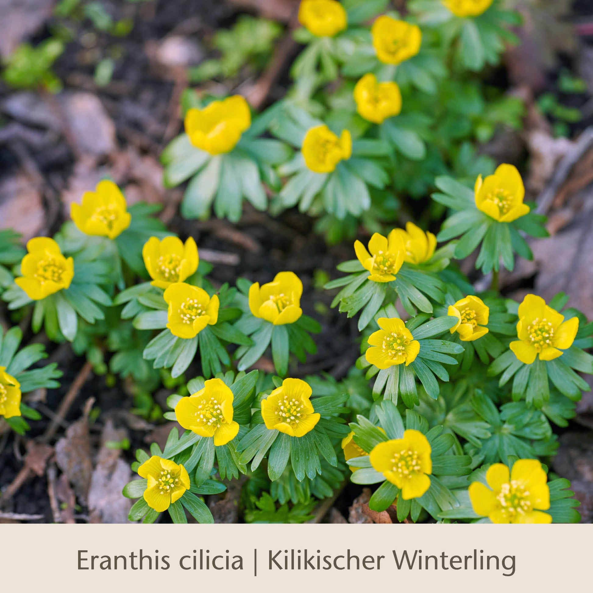 Kleine, leuchtend gelbe Blüten mit grünen, gekräuselten Blättern bilden Büschel auf dem Waldboden – ein Frühlingshighlight unter den frühjahrsblühenden Zwiebelgewächsen. Entdecken Sie dies in „Waldzauber: Für den lichten Schatten“ von der Königlichen Gartenakademie.