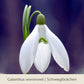 Eine Nahaufnahme eines einzelnen weißen Schneeglöckchens (Galanthus woronowii) aus der Kollektion „Waldzauber: Für den lichten Schatten“ der Königlichen Gartenakademie, mit grünen Akzenten und einem unscharfen violetten Hintergrund. Text: Galanthus woronowii | Schneeglöckchen.