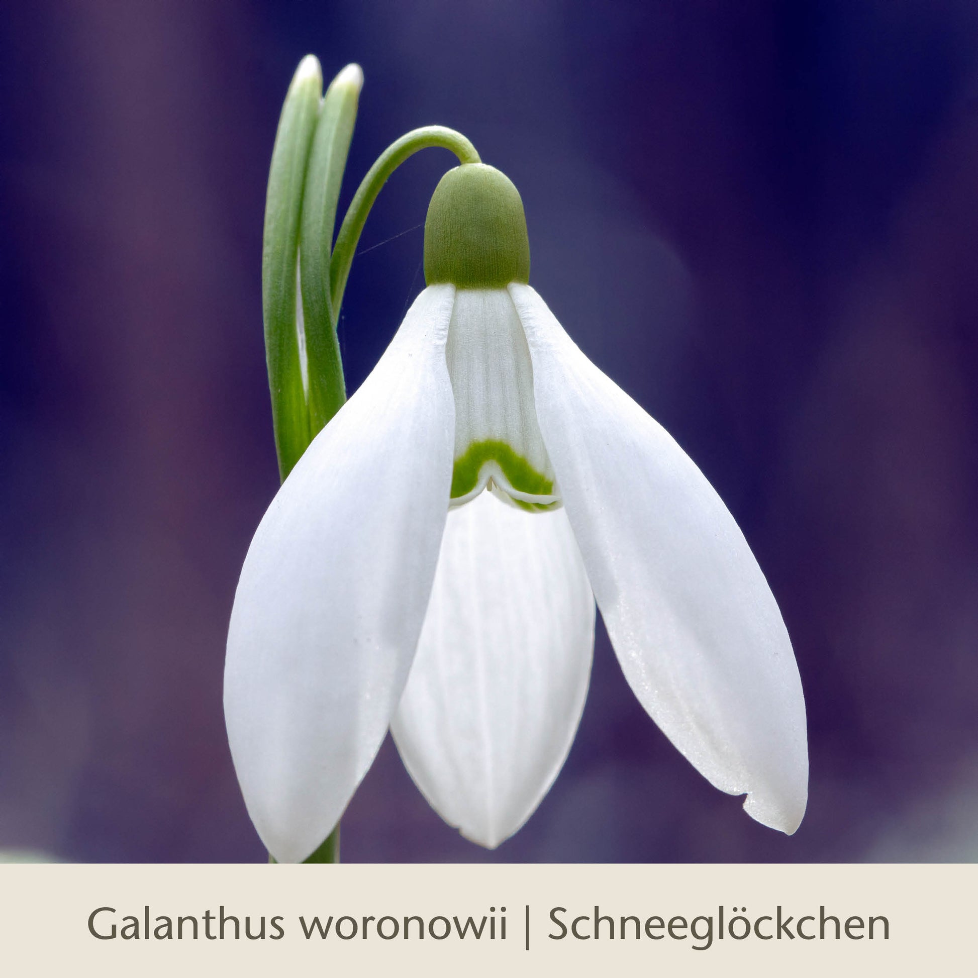Eine Nahaufnahme eines einzelnen weißen Schneeglöckchens (Galanthus woronowii) aus der Kollektion „Waldzauber: Für den lichten Schatten“ der Königlichen Gartenakademie, mit grünen Akzenten und einem unscharfen violetten Hintergrund. Text: Galanthus woronowii | Schneeglöckchen.