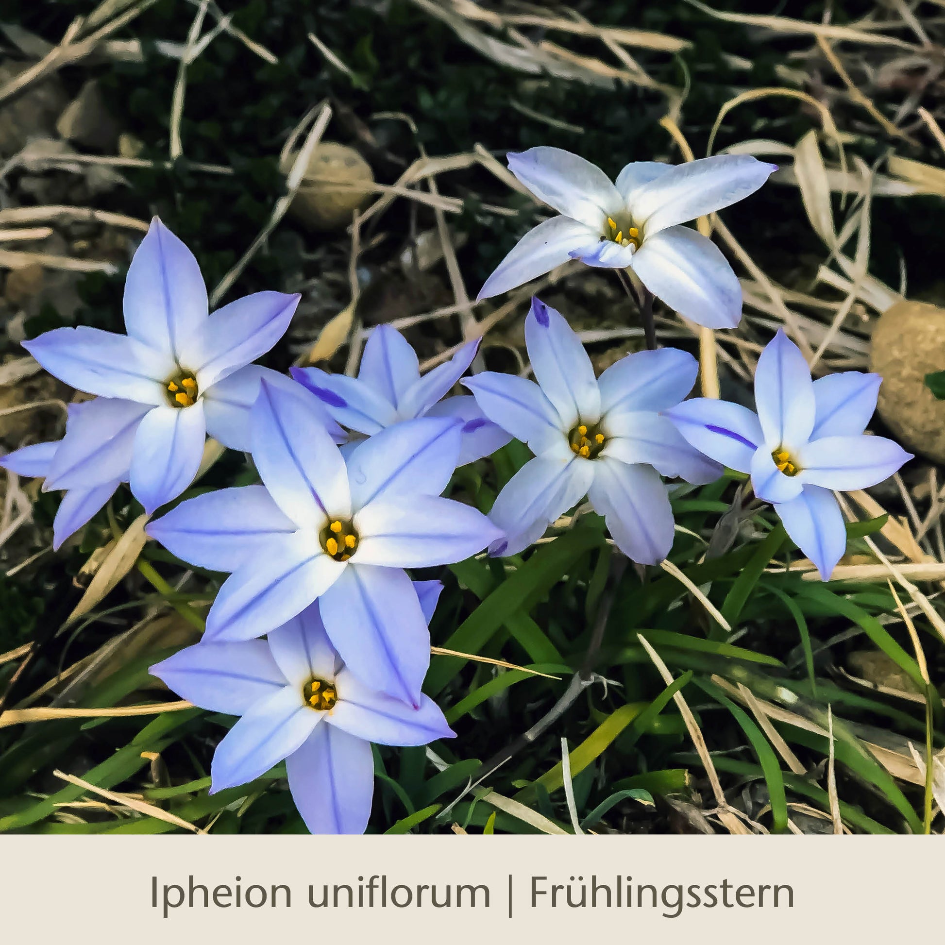 Sternförmige, hellblaue Ipheion uniflorum aus „Waldzauber: Für den lichten Schatten“ der Königlichen Gartenakademie blühen mit gelben Blütenmitten inmitten von grünem Gras und vertrockneten Blättern.