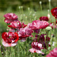Jora Dahl | Papaver rhoeas 'Pandora' (Klatschmohn) zeigt in einem sonnenbeschienenen, trockenheitstoleranten Garten weinrote und weiße Blüten zwischen grünen Knospen und Stängeln vor einem sanft verschwommenen grünen Hintergrund.
