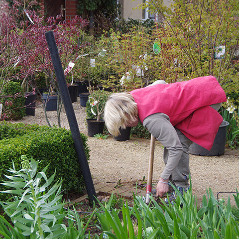 Eine Person mit kurzen blonden Haaren in roter Weste gärtnert zwischen grünen Pflanzen, als würde sie Tipps aus dem "RUNDGANG Was zu tun ist im Garten im April" (Mi. 01.04.2026) der Königlichen Gartenakademie anwenden.