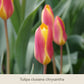 Nahaufnahme von „Elegant Ladies“: „Die zierlichen Damentulpen“ der Königlichen Gartenakademie – eine bezaubernde Frühblüherin mit gelben und rosa Blütenblättern, umrahmt von üppigem Grün.