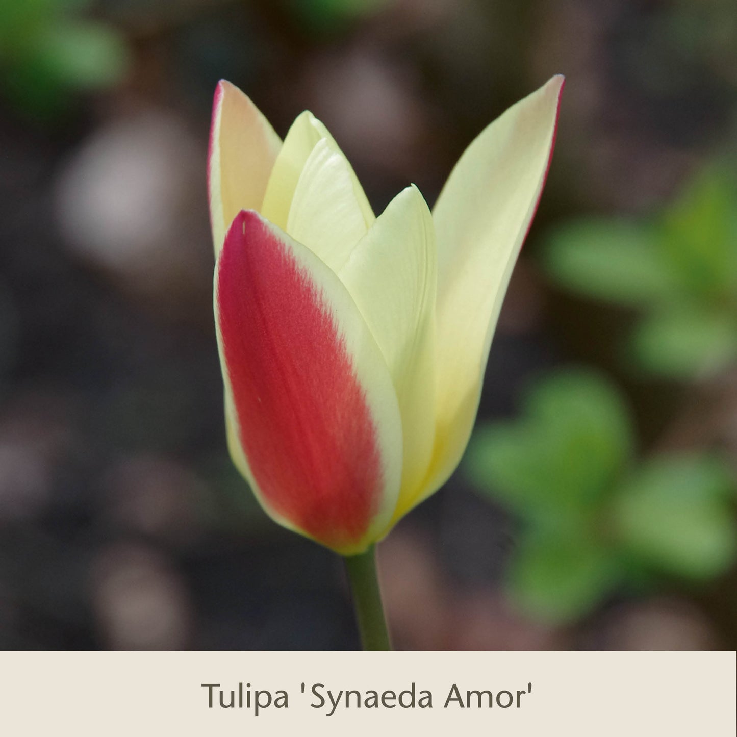 Eine Nahaufnahme der Tulpen „Elegant Ladies: Die zierlichen Damentulpen“ von der Königlichen Gartenakademie zeigt cremig-gelbe Blütenblätter, die auf einer Seite tiefrot gefärbt sind, vor einem sanft unscharfen Hintergrund aus Grün- und Brauntönen.