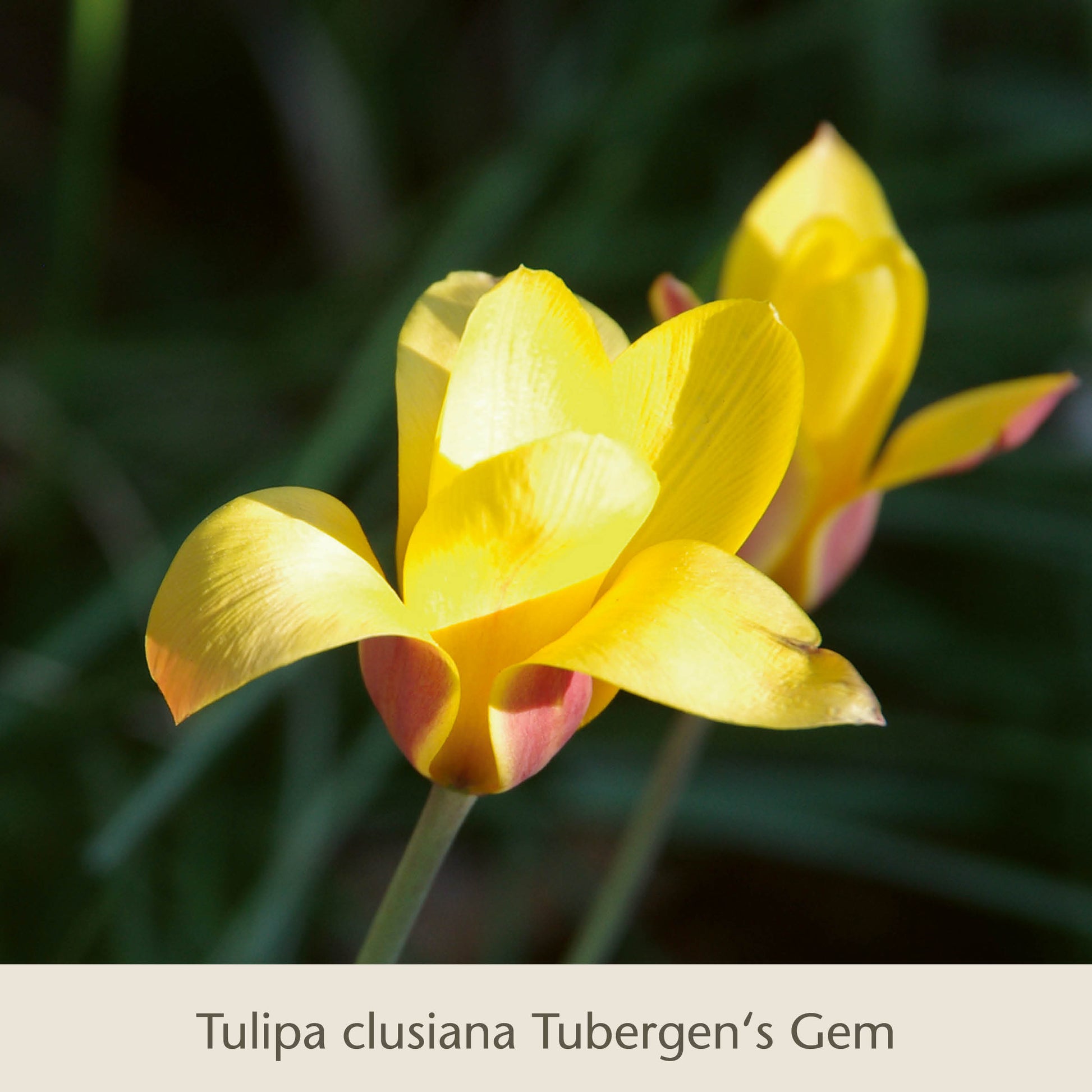 Zwei gelbe „Elegant Ladies“: Die zierlichen Damentulpen der Königlichen Gartenakademie mit roten Basen blühen vor einem verschwommenen, dunkelgrünen Hintergrund. Ein beiges Etikett am unteren Rand hebt diese wunderschönen Frühblüher-Blumenzwiebeln hervor.