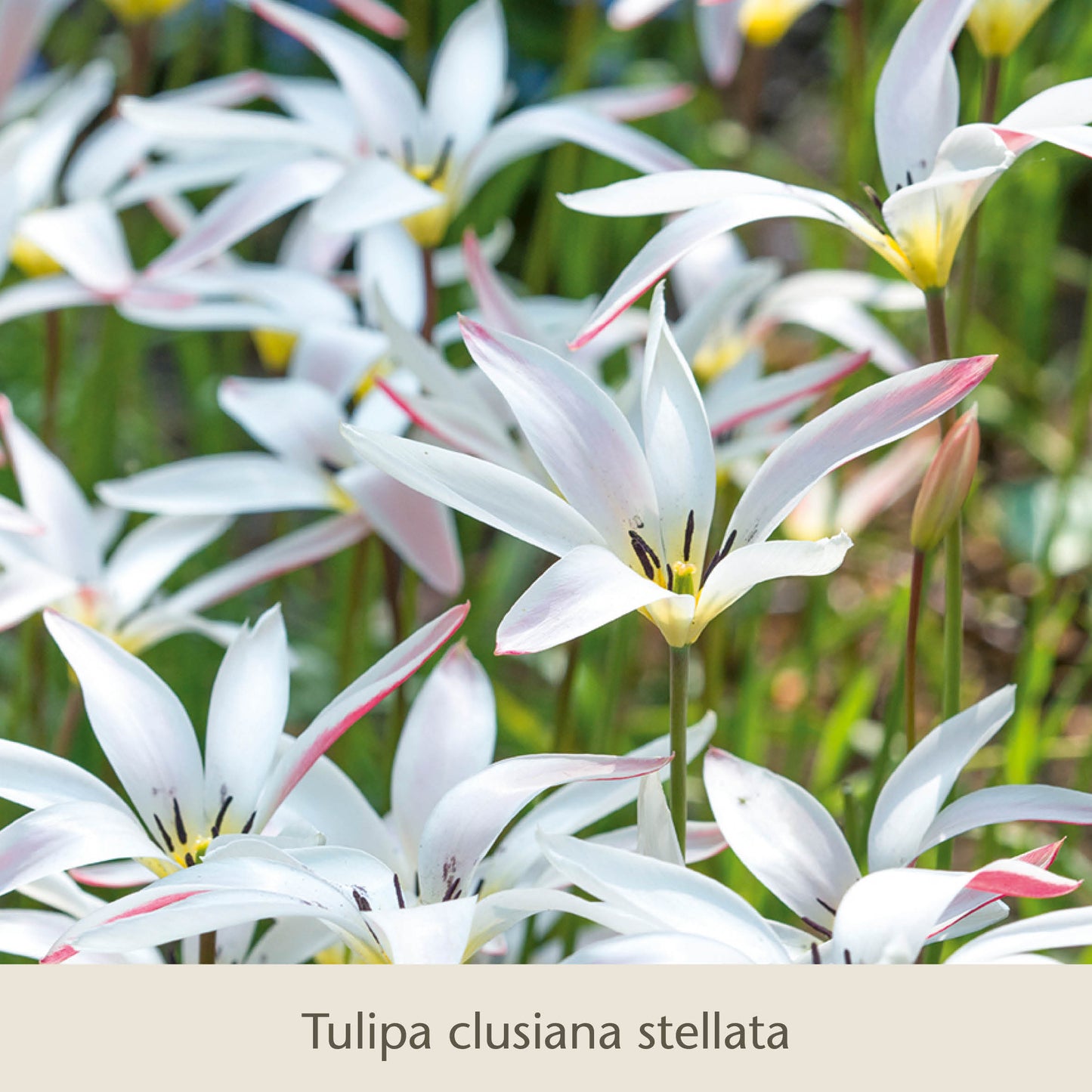 Eine Gruppe eleganter Damen: „Die zierlichen Damentulpen“ der Königlichen Gartenakademie – klassische Frühblüher mit schlanken weißen Blütenblättern, rosa Rändern und gelben Blütenmitten, die zwischen grünen Stielen und Blättern aus winterharten Blumenzwiebeln blühen.