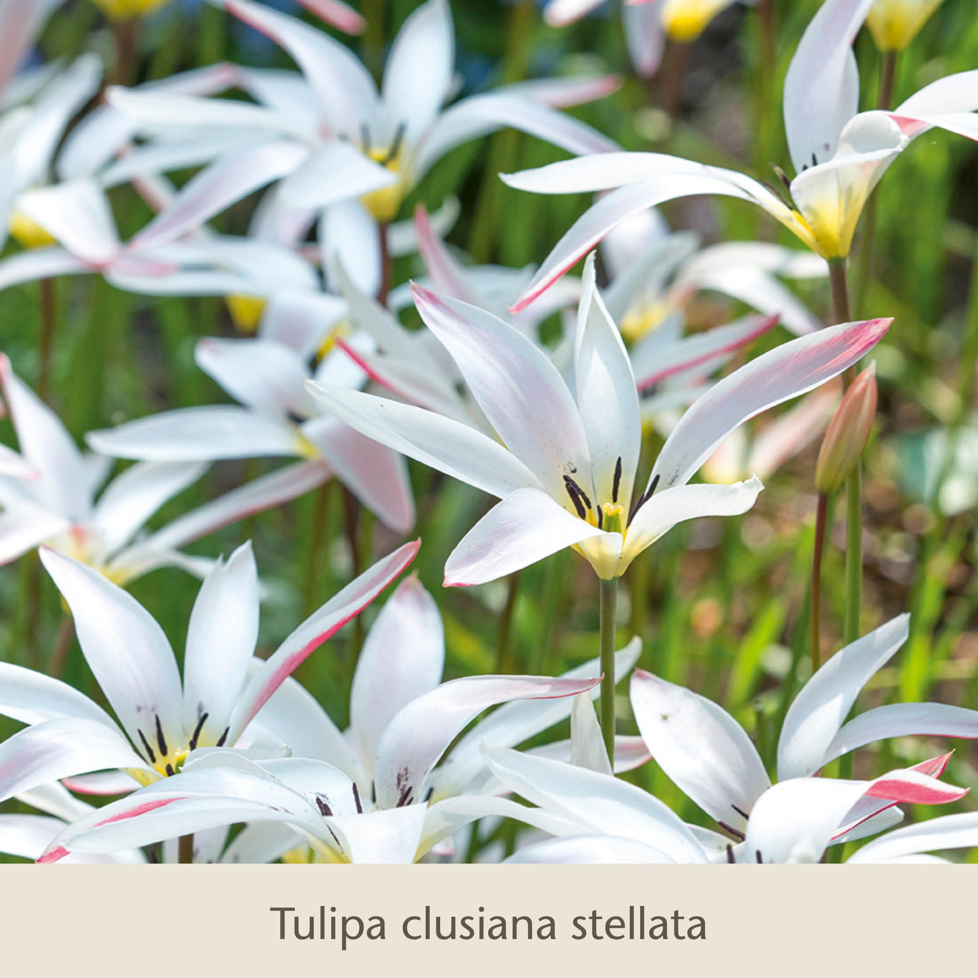 Eine Gruppe eleganter Damen: „Die zierlichen Damentulpen“ der Königlichen Gartenakademie – klassische Frühblüher mit schlanken weißen Blütenblättern, rosa Rändern und gelben Blütenmitten, die zwischen grünen Stielen und Blättern aus winterharten Blumenzwiebeln blühen.