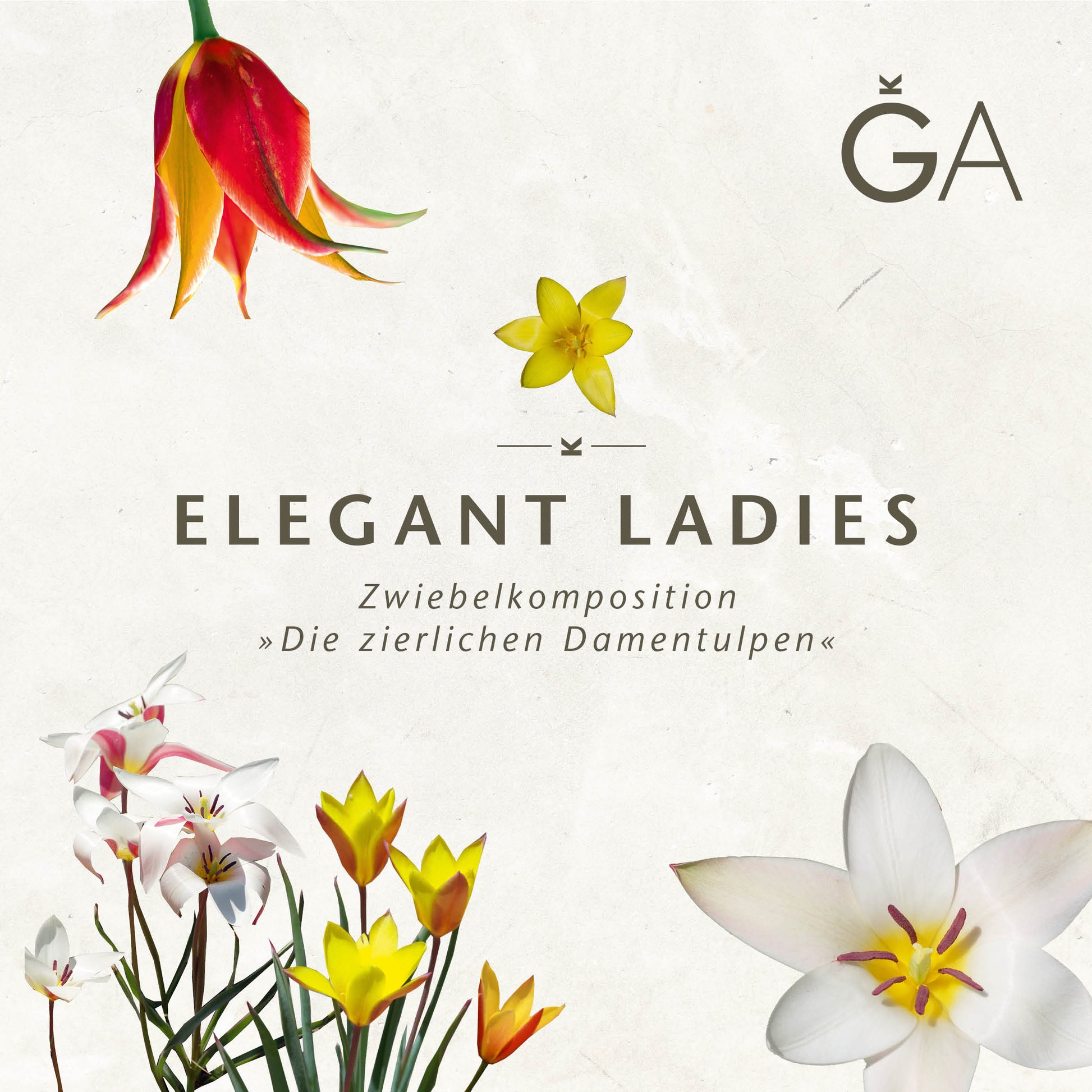 Ein schlichtes Blumenmotiv zeigt Tulpen und Frühblüher mit „Elegant Ladies: Die zierlichen Damentulpen“ der Königlichen Gartenakademie vor einem hellen Hintergrund. Das GA-Logo befindet sich oben rechts.