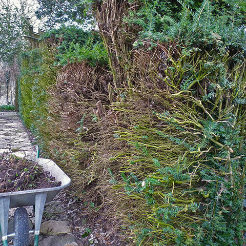 Eine gestutzte Hecke mit kahlen Ästen steht an einem Steinweg und erinnert an alte Gärten. Davor erinnert eine mit Ästen und Blättern gefüllte Schubkarre an den Halbtageskurs "Frischer Wind für alte Gärten" der Königlichen Gartenakademie am 31.10.2026.