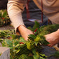 Eine Person im beigen Pullover arrangiert festliches Grün, rote Beeren und Laub - das ist der Adventskranzbinden WORKSHOP der Königlichen Gartenakademie am Mi., 25.11.2026, von 14:00-16:00 Uhr.