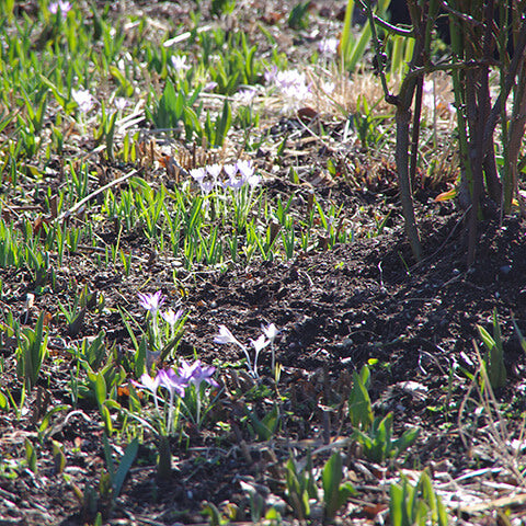 Kleine lila Blüten und grüne Triebe sprießen im sonnenbeschienenen Garten im April, rechts ein Strauch oder Baumstamm - aufgenommen am Mi. 01.04.2026 | 15.00-16.30 RUNDGANG "Was zu tun ist im Garten im April" der Königlichen Gartenakademie.