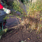 Beim "RUNDGANG Was zu tun ist im Garten im Oktober" der Königlichen Gartenakademie am Mi, 07.10.2026, 15:00-16:30 Uhr, erfahren Sie, wie Sie Ihre Gartenbeete für die Herbstbepflanzung vorbereiten und entdecken die wichtigsten Aufgaben für die Gartenarbeit im Oktober.