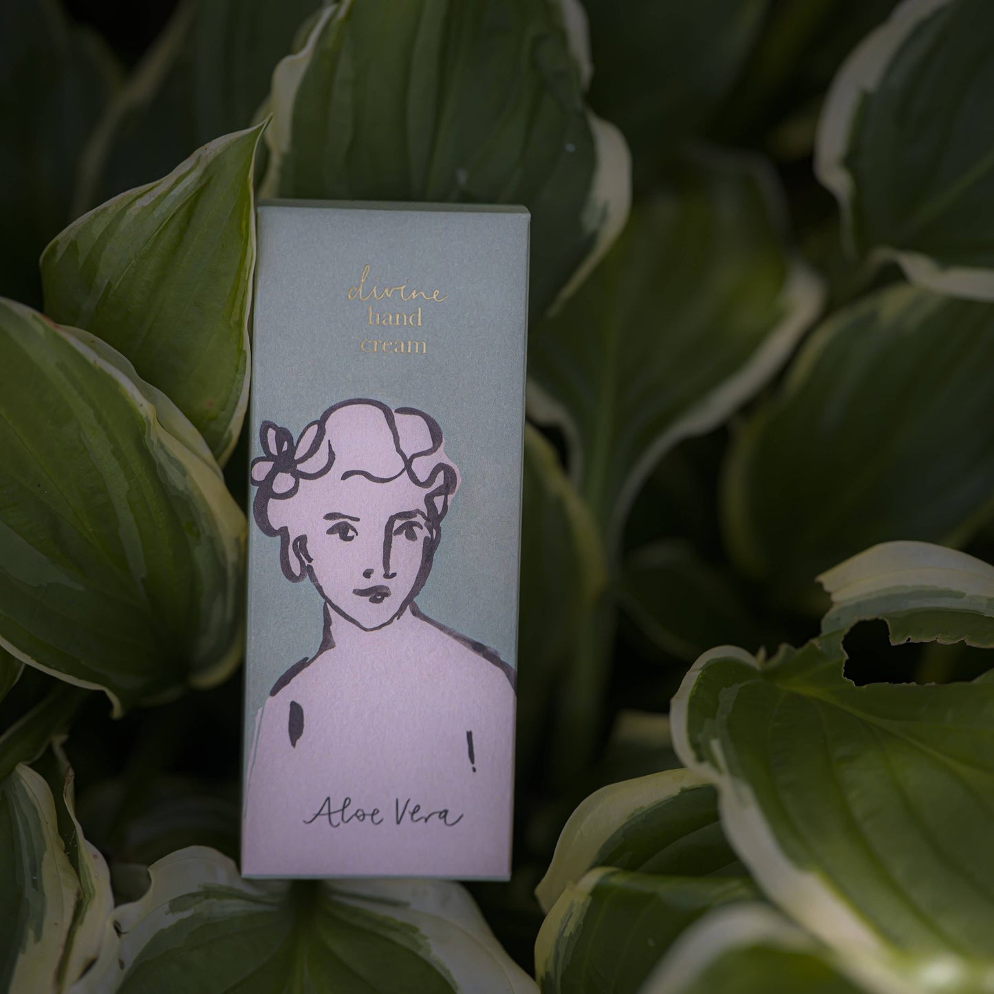 Eine Schachtel Archivist | 'Aloe Vera' Handcreme von Archivist Gallery mit einer illustrierten Frau und dem Text "Aloe Vera" ruht inmitten großer grüner und weißer, panaschierter Blätter.