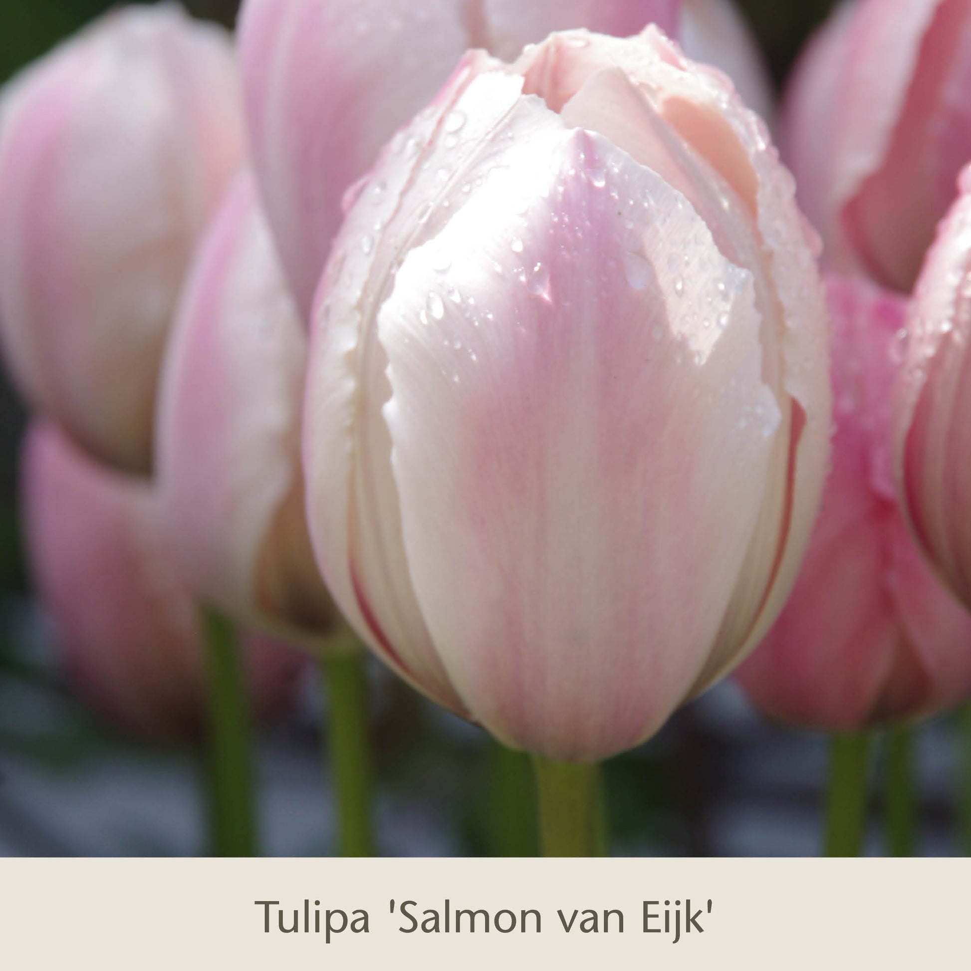 Nahaufnahme von „Royal Lilac“: Vier kühle rosa-lila Tulpen der Königlichen Gartenakademie mit taufrischen Blütenblättern und ähnlichen, sanft unscharf abgebildeten Tulpen im Hintergrund.
