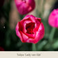 Nahaufnahme der leuchtenden Sorte „Royal Lilac“: Vier kühle rosa-lila Tulpen in voller Blüte, zartgrüne Blätter und verschwommene Tulpen im Hintergrund. Der Text lautet: Königliche Gartenakademie – eine atemberaubende Wahl für Arrangements mit frühjahrsblühenden Zwiebelpflanzen.