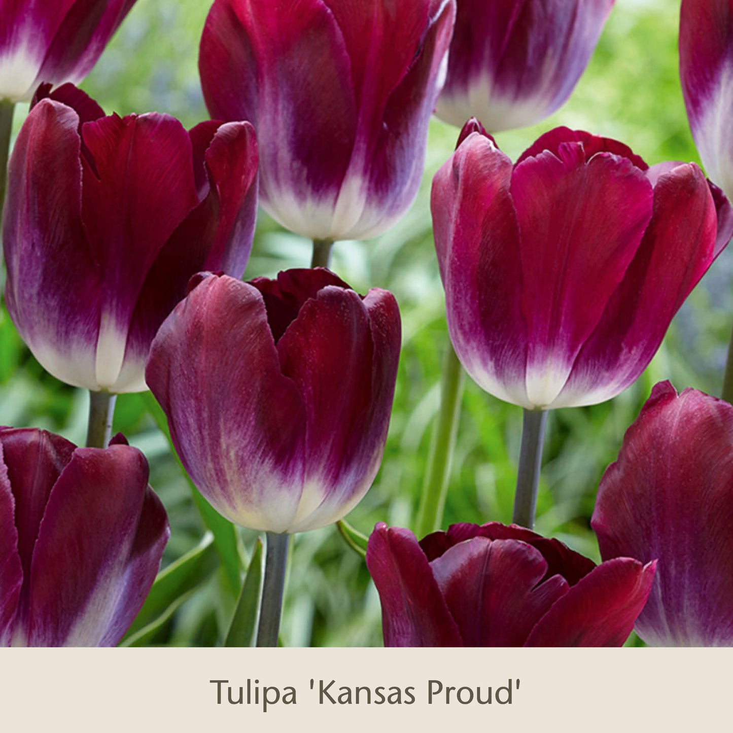 Vier auffällige lila-rosa Tulpen mit weißen Basen blühen in einem Garten mit üppigem grünem Laub. Der Text unter dem Bild lautet: Royal Lilac: Vier kühle rosa-lila Tulpen von der Königlichen Gartenakademie – ideal für frühblühende Zwiebelgewächse.