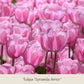 Royal Lilac von der Königlichen Gartenakademie: Vier elegante rosa-lila Tulpen blühen dicht beieinander – eine stilvolle Wahl für Blumenzwiebelmischungen und perfekt für frühblühende Zwiebelgewächse.