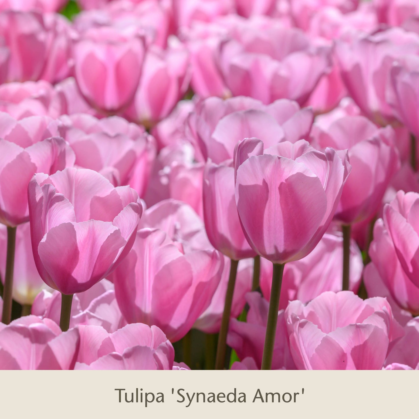 Royal Lilac von der Königlichen Gartenakademie: Vier elegante rosa-lila Tulpen blühen dicht beieinander – eine stilvolle Wahl für Blumenzwiebelmischungen und perfekt für frühblühende Zwiebelgewächse.