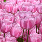 Ein farbenfroher Strauß der Triumph-Tulpe „Synaeda Amor“ von Weijers füllt das Bild aus; ihre rosa Blüten leuchten im natürlichen Licht und verleihen dieser Szene der Mai-Blüte einen romantischen Akzent.