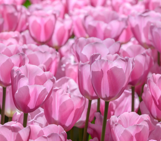 Im Mai blüht eine farbenfrohe Gruppe von Tulipa 'Synaeda Amor' (Triumph-Tulpen) von Weijers; ihre zartrosa Blütenblätter und grünen Stiele werden vom Sonnenlicht hervorgehoben, und die Pflanzen erreichen eine Höhe von 40–50 cm.