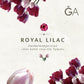 Ein minimalistisches Design mit rosa-lila Tulpen umrahmt den hellen Hintergrund. Der deutsche Text lautet: „Royal Lilac: Vier kühle rosa-lila Tulpen.“ Das Produkt stammt von der Königlichen Gartenakademie und eignet sich ideal für Blumenzwiebelmischungen. Das GA-Logo befindet sich oben rechts.