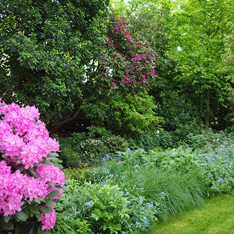 Erleben Sie die ruhige Schönheit eines Mixed Border im HALBTAGESKURS "Der Mixed Border" der Königlichen Gartenakademie am Di. 13.10.2026, mit üppigen Stauden, leuchtend rosa und blauen Blüten und sattgrünem Laub in einer ruhigen Gartenumgebung.
