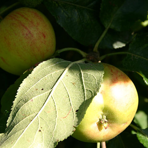 Zwei Äpfel hängen an einem Ast, getupft im Sonnenlicht - eine ideale Szene für die Veranstaltung der Königlichen Gartenakademie "Mi. 02.09.2026 | 15.00-16.30 Uhr RUNDGANG Was zu tun ist im Garten im September".