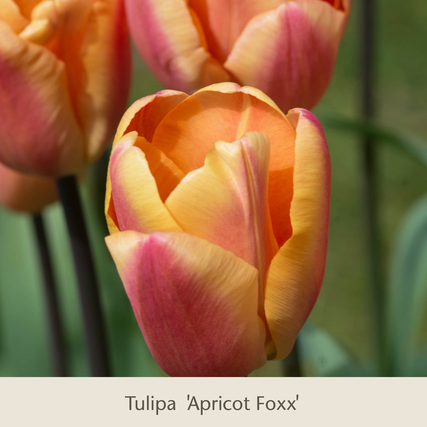Nahaufnahme von „Royal Apricot“: Vier warme, apricot-lachsfarbene Tulpen der Königlichen Gartenakademie – üppiges grünes Laub umrahmt die zart orange-rosa Blütenblätter und macht sie zu einer eleganten Frühlingsblume, die aus hochwertigen Blumenzwiebeln gezogen wurde.