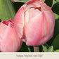 Nahaufnahme von Tulpen in warmen Aprikosen- und Lachsfarben, die von der Königlichen Gartenakademie als „Royal Apricot“ bezeichnet werden, mit zarten Blütenblättern in satten Apricot-Tönen vor üppig grünem Laub.