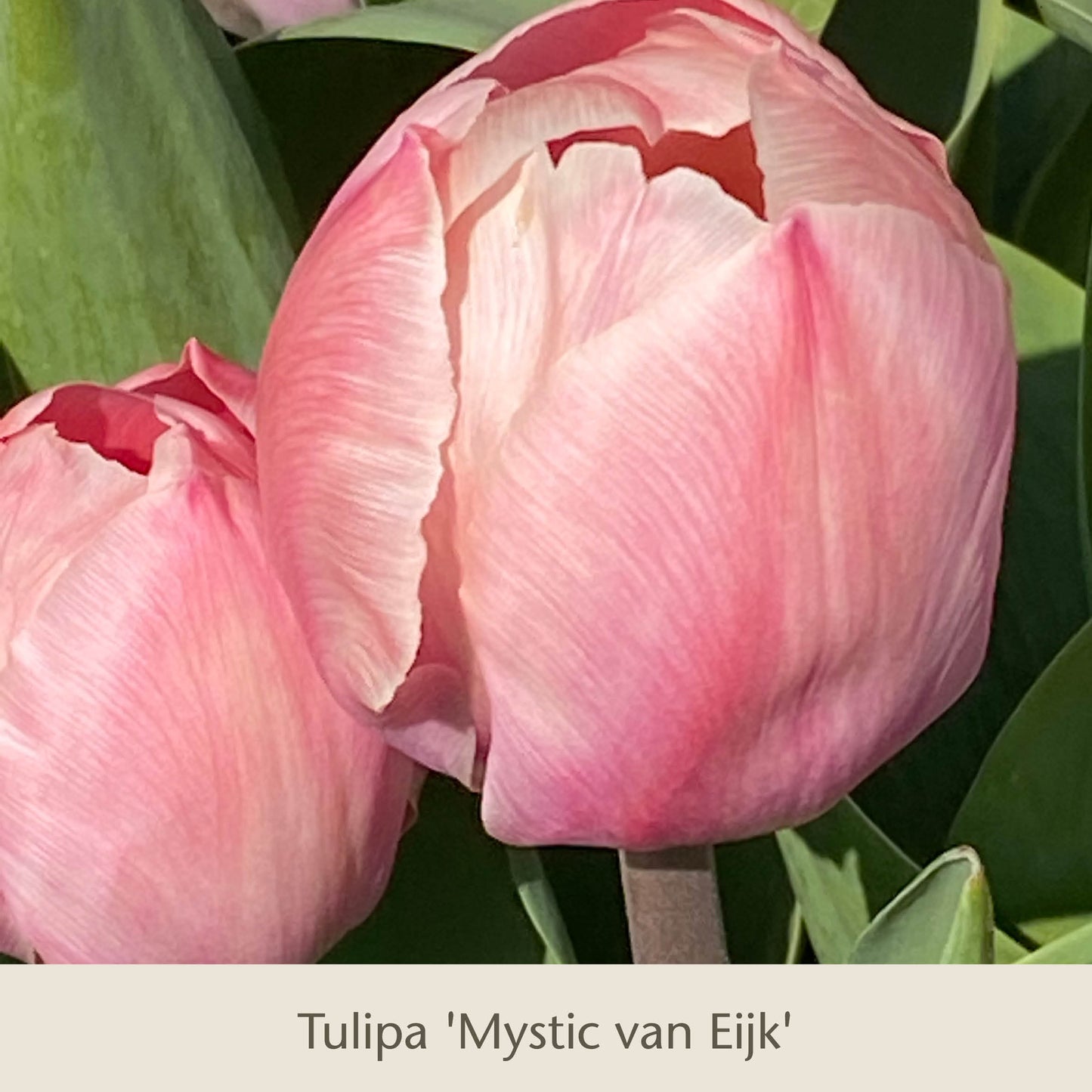 Nahaufnahme von Tulpen in warmen Aprikosen- und Lachsfarben, die von der Königlichen Gartenakademie als „Royal Apricot“ bezeichnet werden, mit zarten Blütenblättern in satten Apricot-Tönen vor üppig grünem Laub.