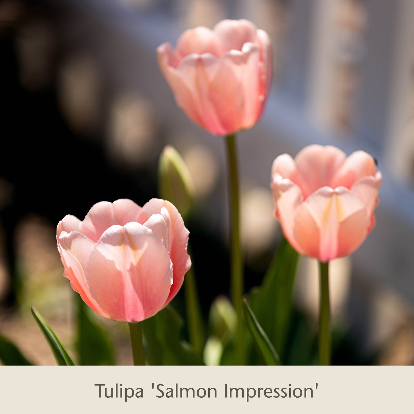 Vier warme, apricotfarbene Tulpen der Sorte „Royal Apricot“ von der Königlichen Gartenakademie blühen mit zarten Blütenblättern im Sonnenlicht, umgeben von grünem Laub – ideal als Frühlingsblumen aus Blumenzwiebeln.