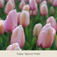 Eine Nahaufnahme mehrerer blühender „Royal Apricot: Vier warme apricot-lachs Tulpen“ der Königlichen Gartenakademie, vor einem sanften Hintergrund aus weiteren Tulpen und grünen Blättern – perfekte Frühlingsblumen aus hochwertigen Blumenzwiebeln.