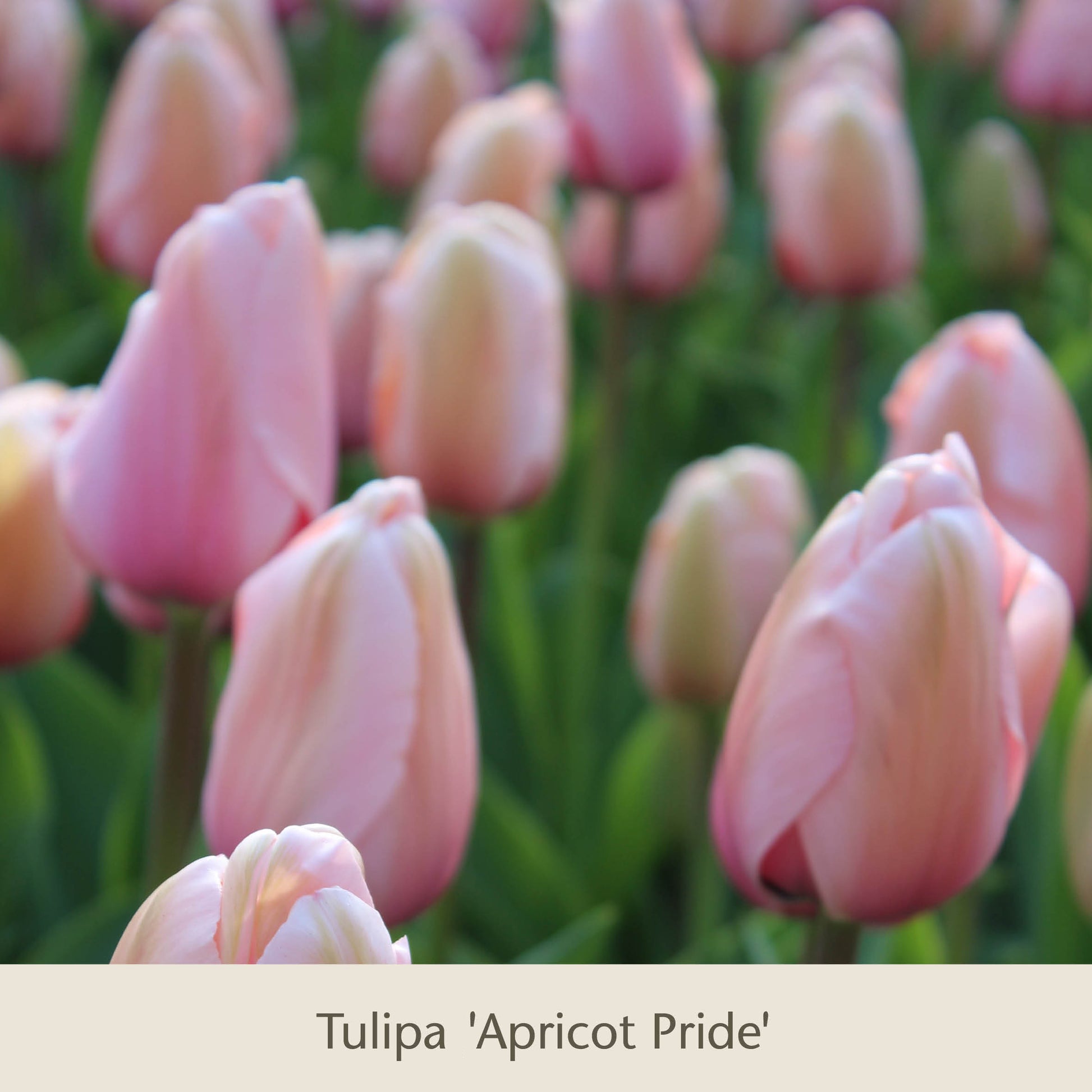 Eine Nahaufnahme mehrerer blühender „Royal Apricot: Vier warme apricot-lachs Tulpen“ der Königlichen Gartenakademie, vor einem sanften Hintergrund aus weiteren Tulpen und grünen Blättern – perfekte Frühlingsblumen aus hochwertigen Blumenzwiebeln.