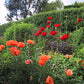 Erleben Sie den Cottage Garten der Zukunft bei der Königlichen Gartenakademie "Sa. 24.10.2026 | 13.30 - 16.30 Uhr HALBTAGESKURS Der Cottage Garten: Der Garten der Zukunft" mit leuchtend orangen und roten Mohnblumen inmitten von üppigem Laub und Stauden.