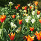 Ein Gartenbeet mit orange-gelben Rändern und cremeweißen Tulpen im Sonnenlicht - die perfekte Inspiration für Ihre Königliche Gartenakademie Mi. 01.04.2026 | 15.00-16.30 RUNDGANG Projekt "Was zu tun ist im Garten im April"!.