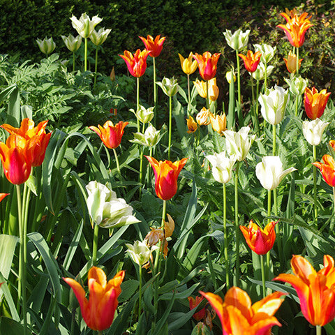 Ein Gartenbeet mit orange-gelben Rändern und cremeweißen Tulpen im Sonnenlicht - die perfekte Inspiration für Ihre Königliche Gartenakademie Mi. 01.04.2026 | 15.00-16.30 RUNDGANG Projekt "Was zu tun ist im Garten im April"!.