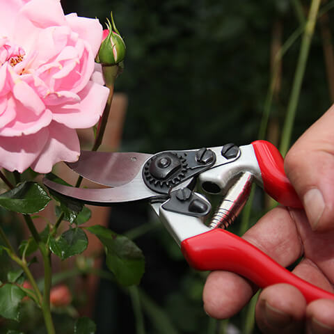 Eine Hand schneidet mit einer Gartenschere mit rotem Griff einen Rosenstrauch zurück während eines Gartenkurses am 2.6.2027 | 15.00 – 16.30 Uhr RUNDGANG: Was im Juni im Garten zu tun ist.