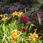 Leuchtende Blüten und üppiges Laub erstrahlen im sonnendurchfluteten Mixed Border der Königlichen Gartenakademie "Di. 13.10.2026 | 13.30 - 16.30 Uhr HALBTAGESKURS Der Mixed Border" eine farbenfrohe und lebendige Gartenszene.