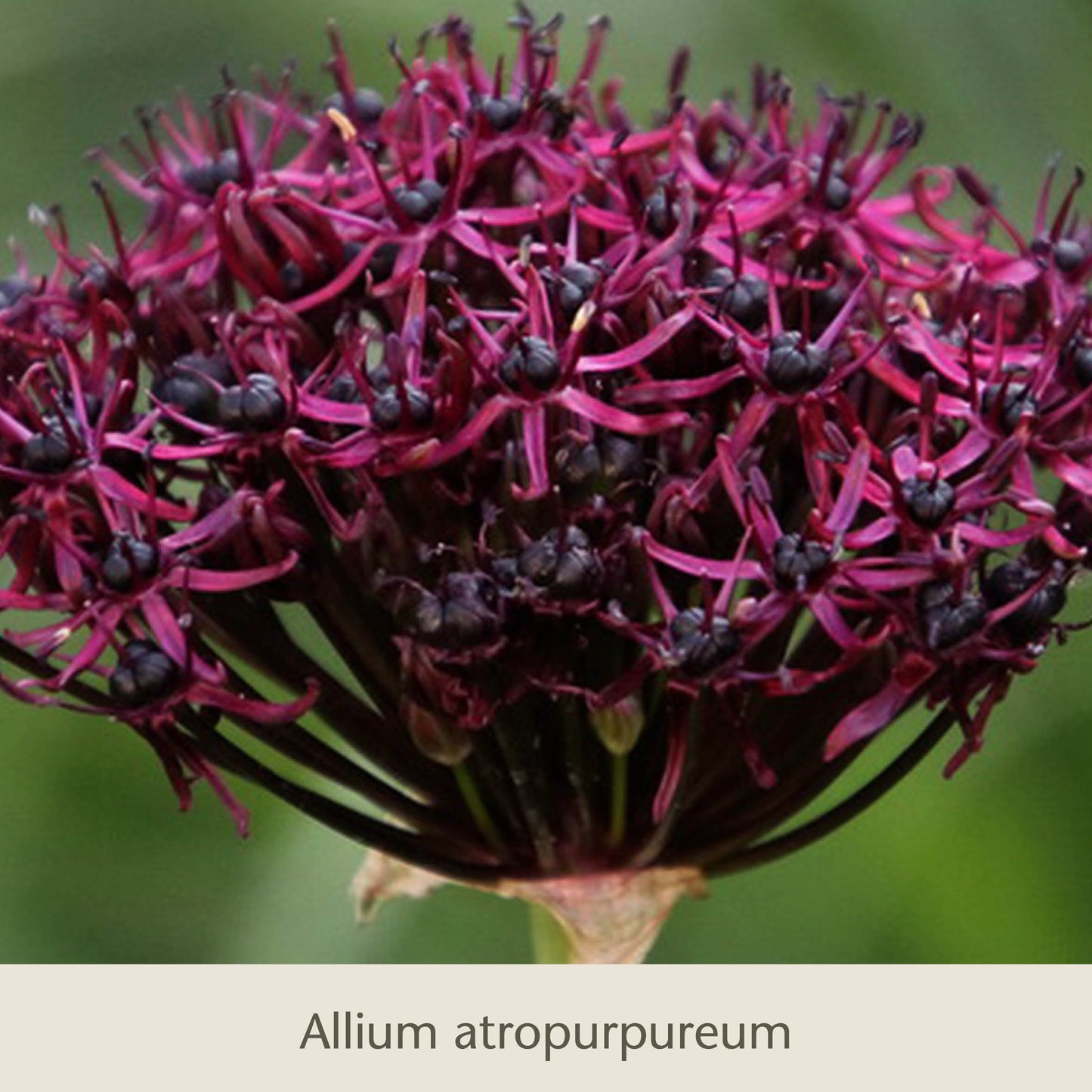 Nahaufnahme eines blühenden Allium atropurpureum mit tiefvioletten, sternförmigen Blüten, vorgestellt in „Schwebende Lauche: Unsere Zierlauchfavoriten“ der Königlichen Gartenakademie – ein elegantes Highlight unter den Frühlingszwiebeln.