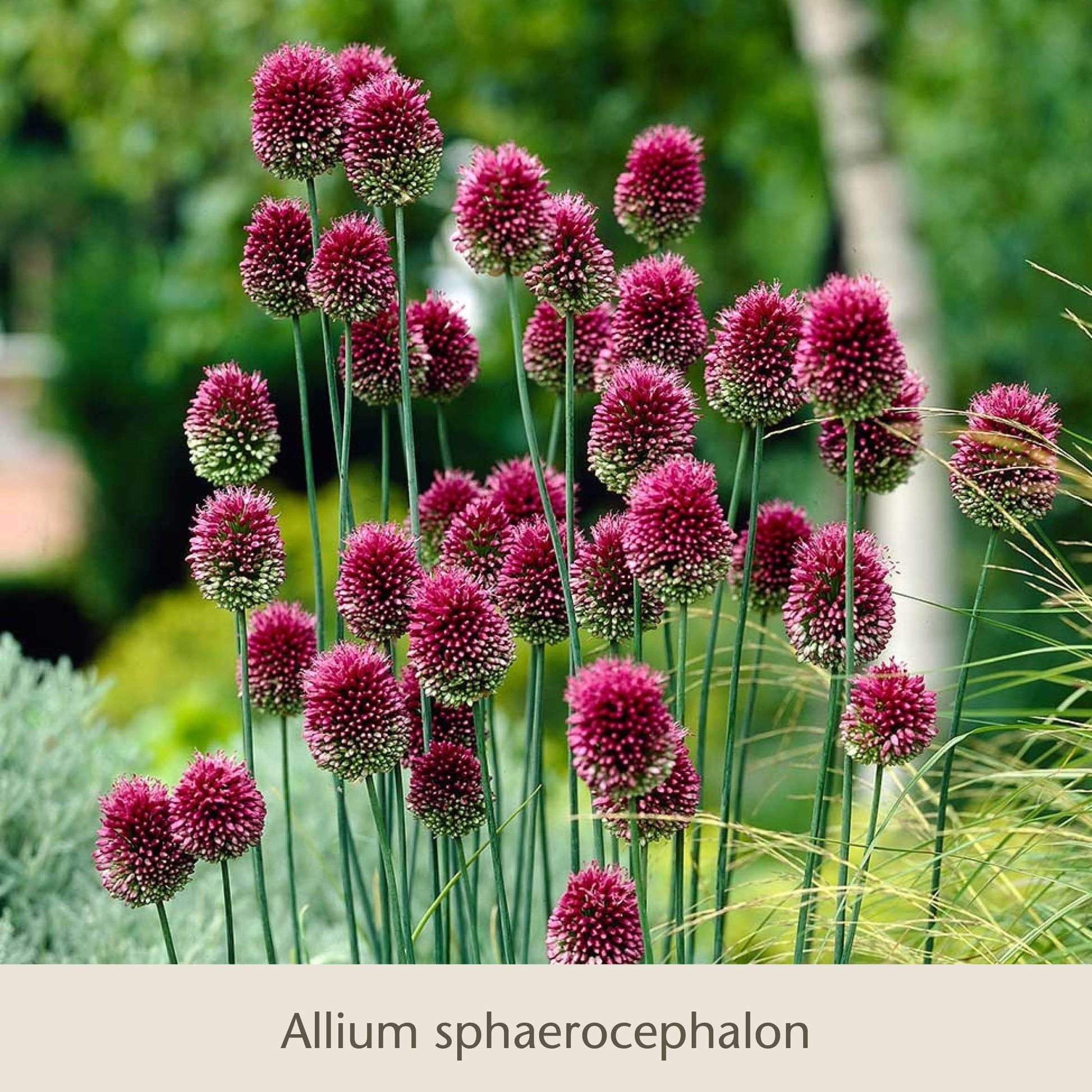Hohe, schlanke Stiele, an deren Spitzen sich runde Büschel violetter „Schwebende Lauche: Unsere Zierlauchfavoriten“ der Königlichen Gartenakademie befinden, blühen zwischen Blumenzwiebeln in einem Garten, während im Hintergrund üppiges Grün verschwommen zu sehen ist.
