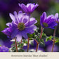 Nahaufnahme der leuchtend violett-blauen Blüten der Sorte „Frühe Charmeure“ von der Königlichen Gartenakademie, die inmitten von grünem Laub blühen – ideal in Kombination mit Tulpen und anderen frühlingsblühenden Zwiebelpflanzen. Auf dem Etikett darunter steht: „Frühe Charmeure: Klein, aber fein.“.