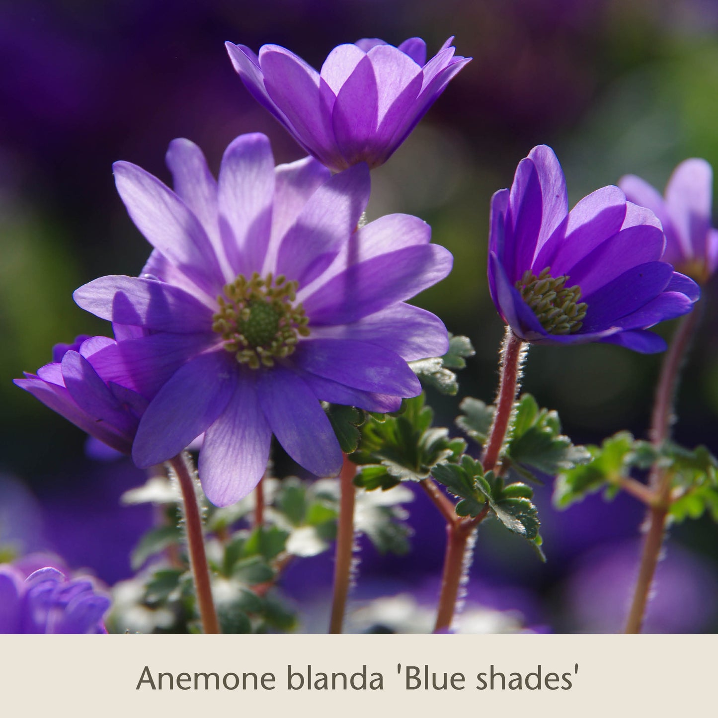 Nahaufnahme der leuchtend violett-blauen Blüten der Sorte „Frühe Charmeure“ von der Königlichen Gartenakademie, die inmitten von grünem Laub blühen – ideal in Kombination mit Tulpen und anderen frühlingsblühenden Zwiebelpflanzen. Auf dem Etikett darunter steht: „Frühe Charmeure: Klein, aber fein.“.