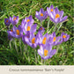 Frühe Charmeure der Königlichen Gartenakademie: Klein, aber fein – diese Frühblüher mit leuchtenden Farben erfreuen nicht nur Insekten und passen perfekt zu Tulpen und anderen frühlingsblühenden Zwiebelgewächsen im Garten.