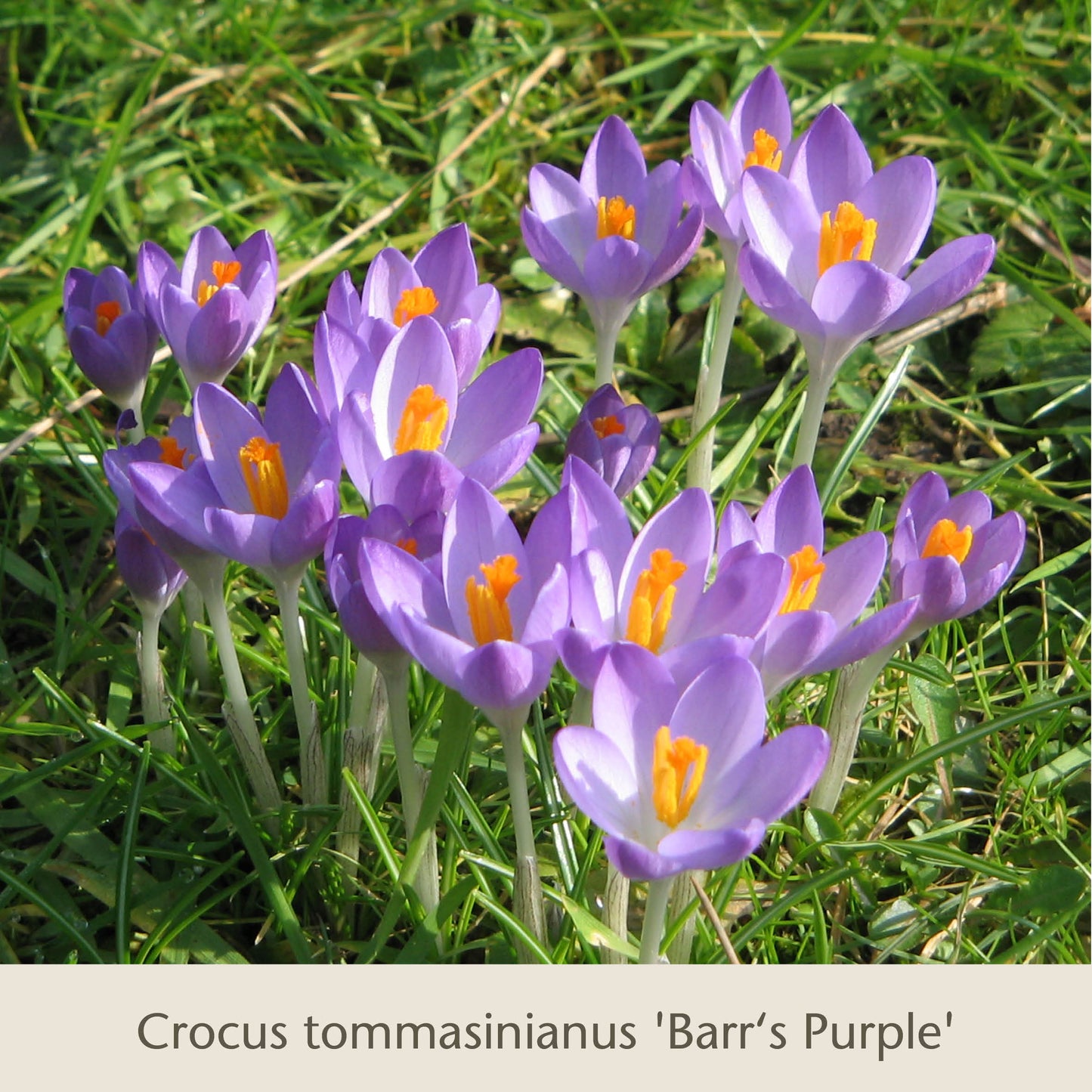 Frühe Charmeure der Königlichen Gartenakademie: Klein, aber fein – diese Frühblüher mit leuchtenden Farben erfreuen nicht nur Insekten und passen perfekt zu Tulpen und anderen frühlingsblühenden Zwiebelgewächsen im Garten.