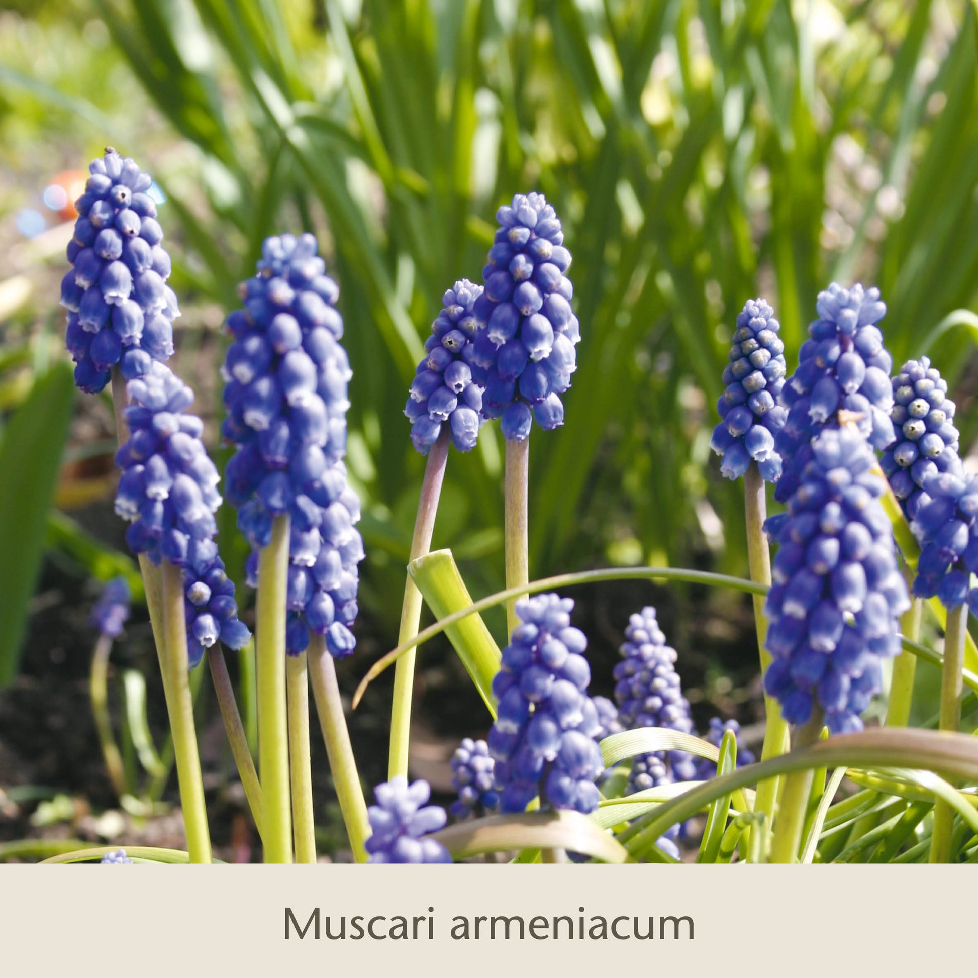 Nahaufnahme von „Frühe Charmeure“ der Königlichen Gartenakademie: leuchtend blaue, kleinblütige Frühblüher auf grünen Stielen im Sonnenlicht. Perfekt als Begleitpflanzen für Tulpen und andere Frühlingszwiebeln im Garten.